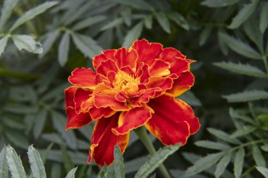 Çiçekler Carmen 'i çiçek tarhında kadife rengine boyar.