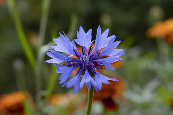 Blå Nejlika Blomma Närbild — Stockfoto