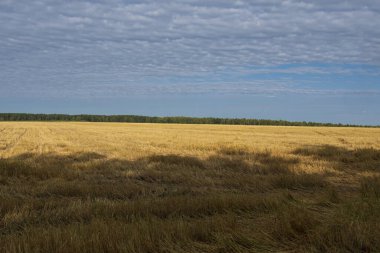 hasat edilen ve biçilen buğday tarlaları