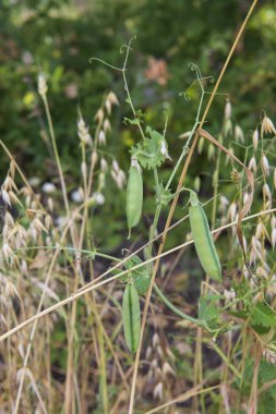 bir dalda yeşil bezelye kabukları