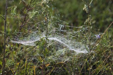 Çiy içindeki bitkilerin üzerindeki örümcek ağları