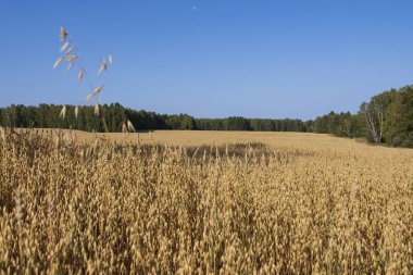 Göl kenarındaki manzara ağaçları