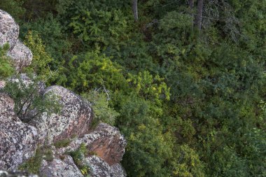 Ormandaki kaya yığını