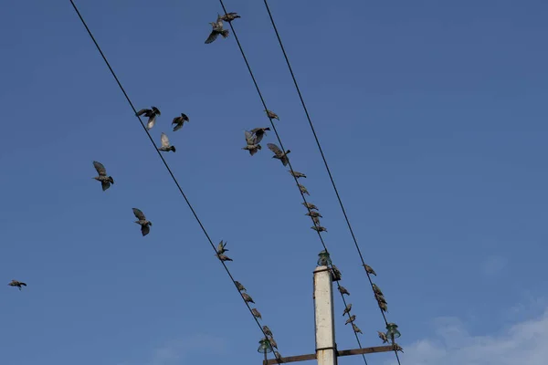 Birds on an electric wire Stock Photos, Royalty Free Birds on an electric  wire Images | Depositphotos