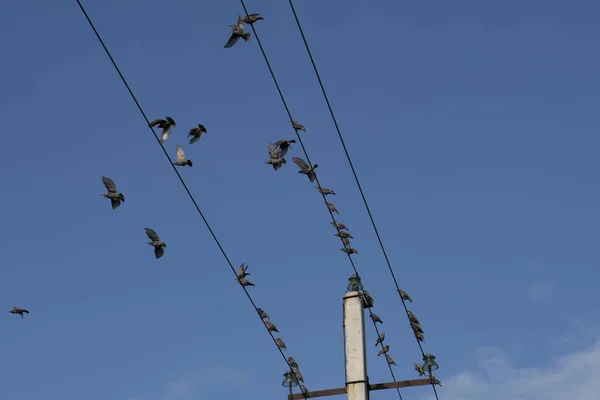 Birds on an electric wire Stock Photos, Royalty Free Birds on an electric wire Images | Depositphotos