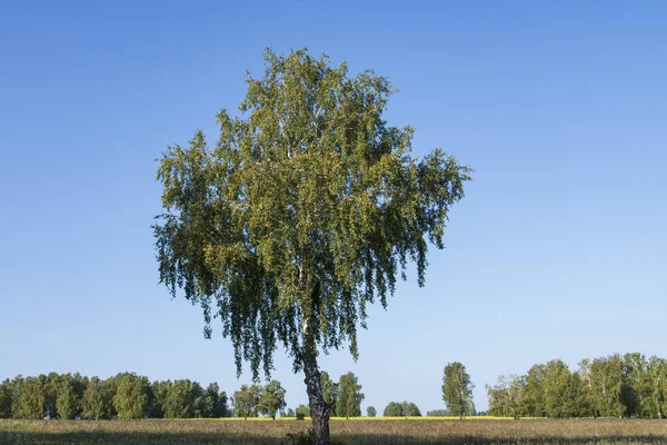 Osamělá Bříza Poli — Stock fotografie