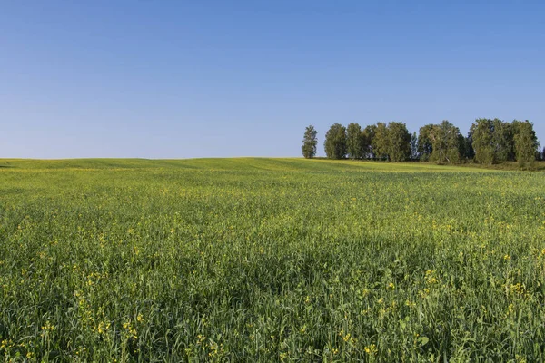 Campo Colza Florescendo Paisagem — Fotografia de Stock