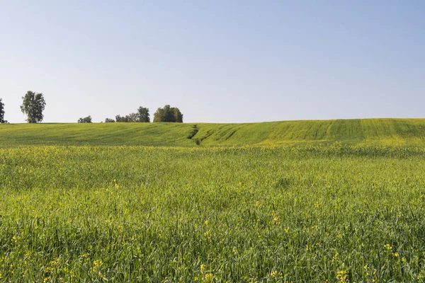 Campo Colza Florescendo Paisagem — Fotografia de Stock