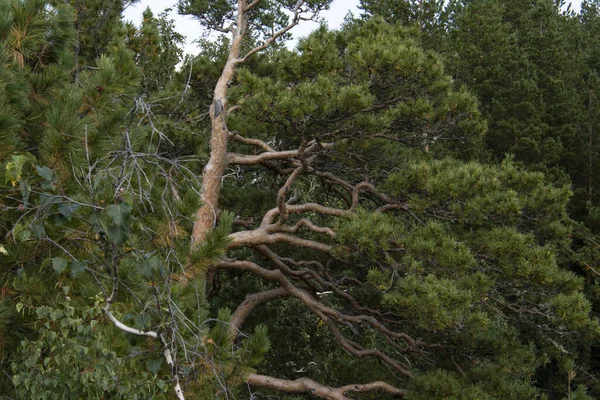 林中松树的波浪形枝干 — 图库照片