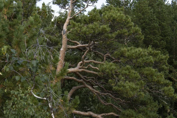 Ramas Onduladas Pino Bosque — Foto de Stock