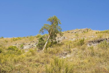 Yamaçta bir ağaç