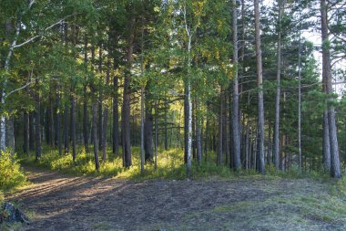 Yeşil ağaçların arasında bir patika