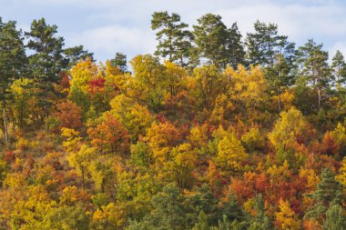 Yokuşta renkli ağaçlar