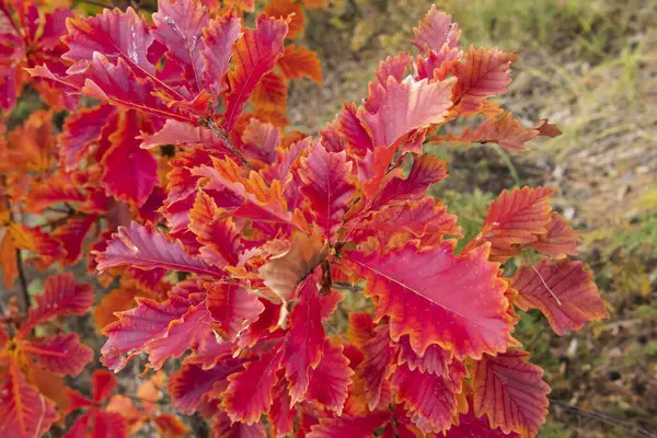 Feuilles Jaunes Rouges Sur Les Branches — Photo