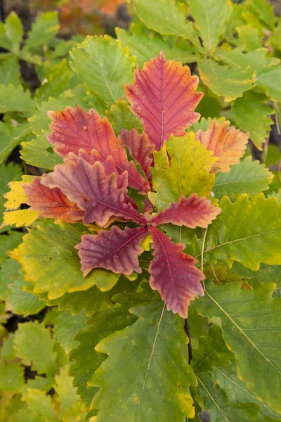 Feuilles Vertes Rouges Sur Les Branches — Photo