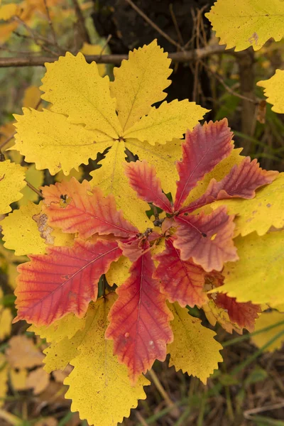 Yellow Red Leaves Branches — Stock Photo, Image