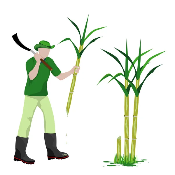 Agriculteur Dessin Animé Forme Récolte Canne Sucre Plante Conception — Image vectorielle