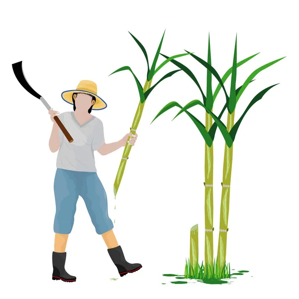 Kartun Agrikulturis Membentuk Desain Tanaman Tebu Panen - Stok Vektor