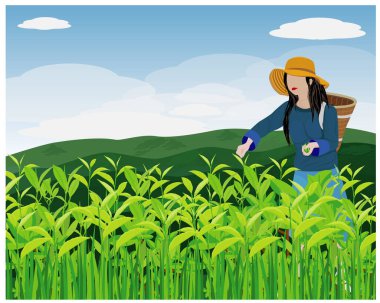 Çay yapraklarını toplayan bir kadının vektör çizimi 