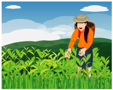 Çay yapraklarını toplayan bir kadının vektör çizimi 