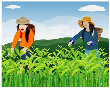 Çay yapraklarını toplayan bir kadının vektör çizimi 