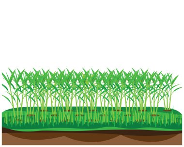 Beyaz arkaplan ile yeşil çimen alanı