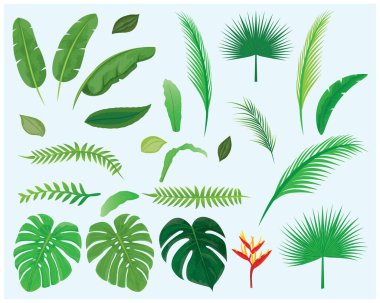 Tropik yapraklar kümesi, vektör illüstrasyonu