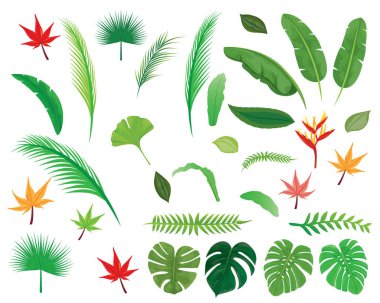 Tropik yapraklar kümesi, vektör illüstrasyonu