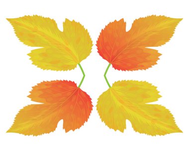 Beyaz arkaplanda izole edilmiş sonbahar yaprakları