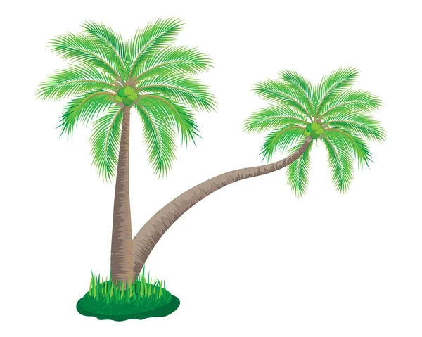 Palmboom Geïsoleerd Witte Achtergrond — Stockvector