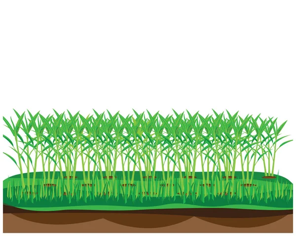 Beyaz arkaplan ile yeşil çimen alanı