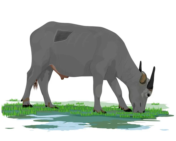 Ilustrace Zeleného Nosorožce Velkým Bílým Pozadím — Stockový vektor
