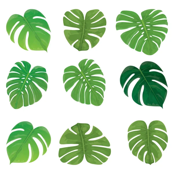 Sada Tropických Listů Izolovaných Bílém Pozadí Vektorová Ilustrace — Stockový vektor
