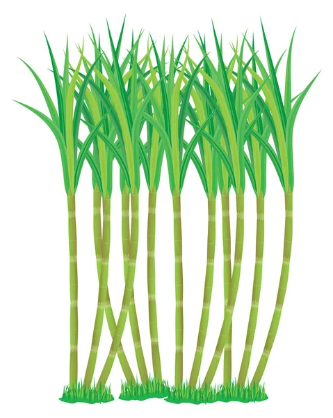 Grönt Gräs Isolerad Vit Bakgrund — Stock vektor