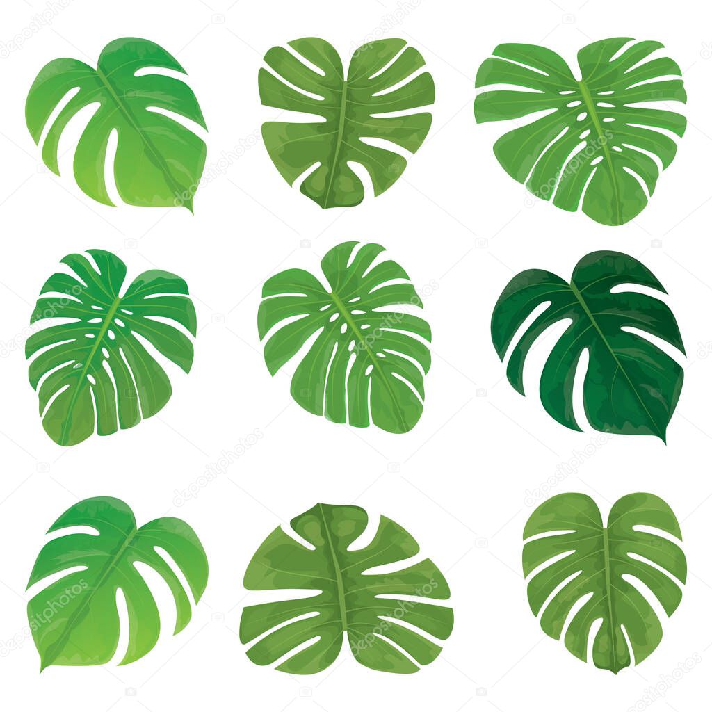 set of tropical leaves isolated on white background. vector illustration