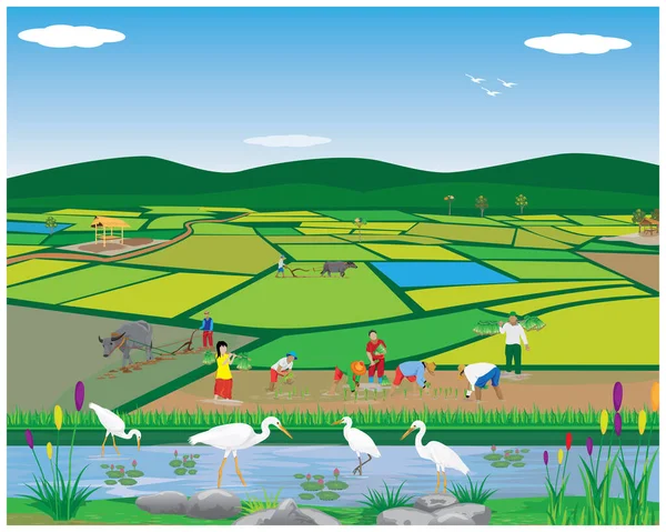 Εικονογράφηση Φορέα Εκμετάλλευσης Αγρούς Αγελάδων Και Πράσινο Γρασίδι — Διανυσματικό Αρχείο