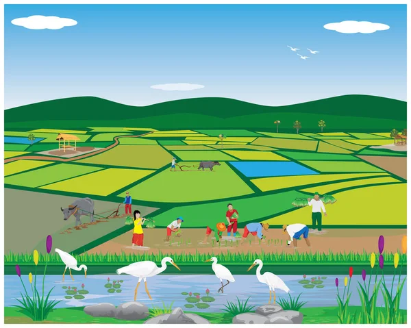 Illustrazione Vettoriale Una Fattoria Con Campo Mucche Erba Verde — Vettoriale Stock