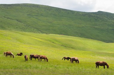 Otlaktaki at sürüsü.