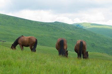 şövalyelere ait üç at