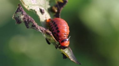larva Bakanlıkça tavsiye