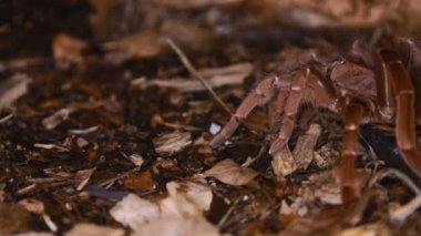 Citharischius crawshayi