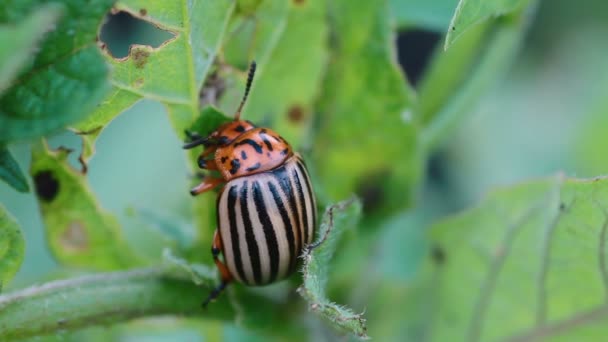 Leptinotarsa decemlineata — Stock Video