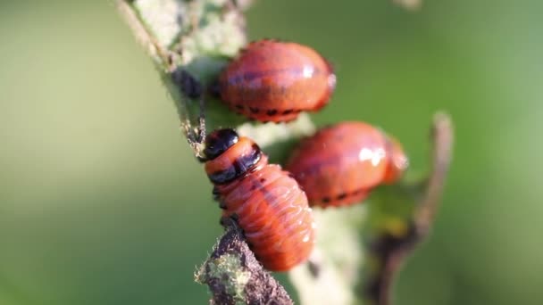 Larva potato beetle — Stock Video