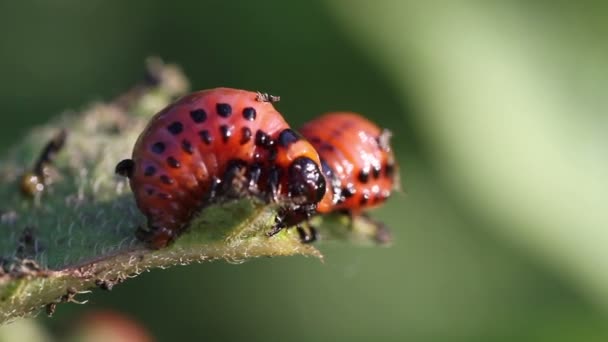 Colorado potato beetle. Larva — Stock Video