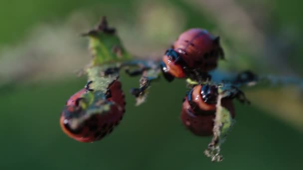 马铃薯甲虫。幼虫 — 图库视频影像