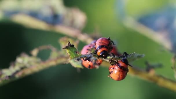 科罗拉多马铃薯甲虫。幼虫 — 图库视频影像