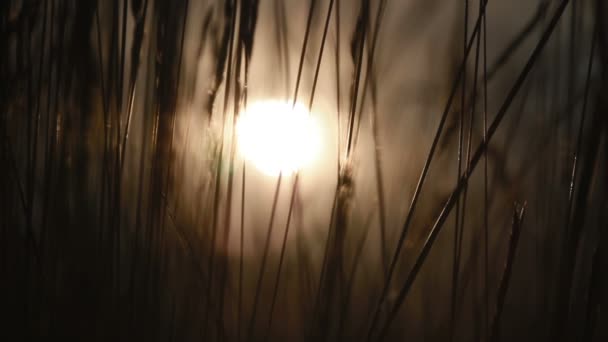 Günbatımında buğday — Stok video