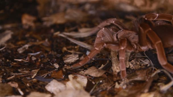 Pelinobius muticus Königspavianspinne — Stockvideo