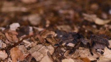Malezya earth kaplan cyriopagopus schioedtei