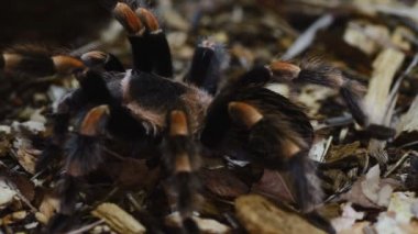 Brachypelma smithi